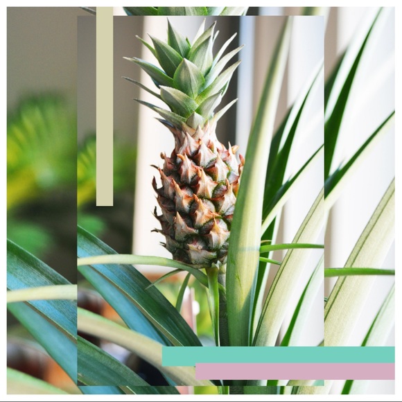 Meet your Posher, Anndria - Picture 1 of 5